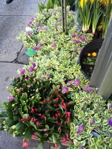 November foliage on display on West 28th Street...