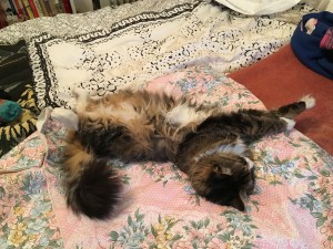IMG_0001